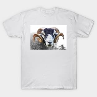 Swaledale Ram T-Shirt